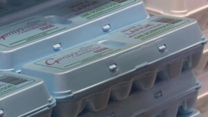 Egg prices drop for the first time in more than 6 months, but remain high – PBS