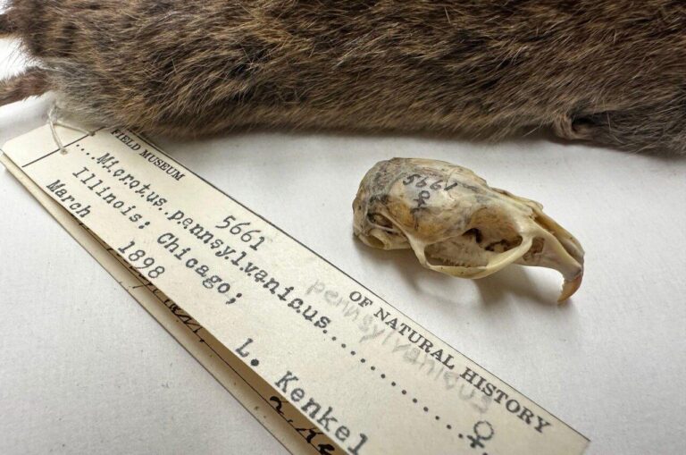 The Rodents of Chicago Are Evolving in Real Time, Scientists Say – Yahoo