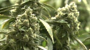 Inside one grower’s long wait for a payoff in Illinois’ weed industry – Crain’s Chicago Business