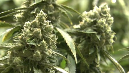 Inside one grower’s long wait for a payoff in Illinois’ weed industry – Crain’s Chicago Business
