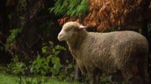 Nonprofit takes in sheep found wandering Chicago’s West Loop – CBS News