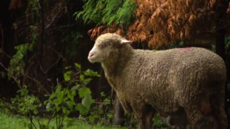 Nonprofit takes in sheep found wandering Chicago’s West Loop – CBS News