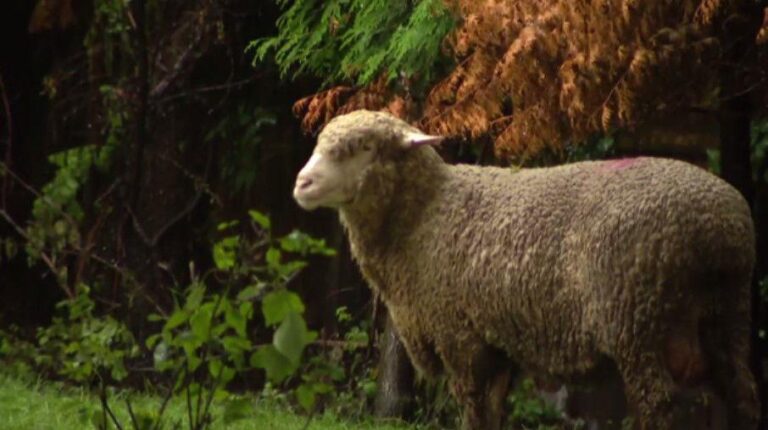 Nonprofit takes in sheep found wandering Chicago’s West Loop – CBS News
