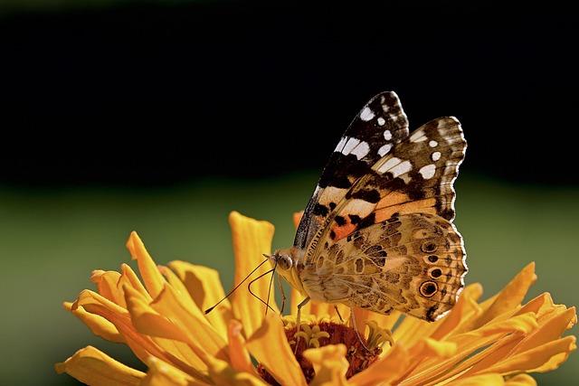 Michael Peregrine: Gale Sayers and the Greatest Performance in Chicago Sports History Michael Peregrine: Gale Sayers and the greatest performance in Chicago sports history – Chicago Tribune