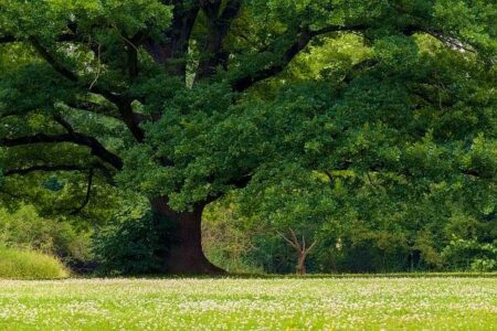 U.S. Bank Faces Off with Oak Park in Dispute Over Branch Building Takeover U.S. Bank battling with Oak Park over plan to take over its branch building – Crain’s Chicago Business