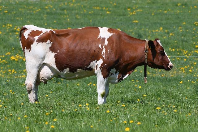 Rep. Chuy Garcia’s Bold Move to Choose His Successor Ignites Fierce Democratic Battle Rep. Chuy Garcia’s ploy to hand-pick successor sparks Democratic infighting – NBC News