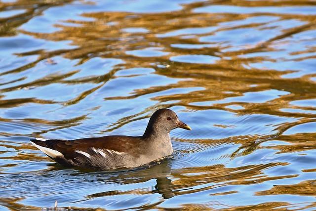 Alex Bregman Joins the Cubs and Bears Clinch Playoff Victory: An Unforgettable Night for Chicago Sports Alex Bregman to Cubs and a Bears playoff win. What a night for Chicago sports. – USA Today