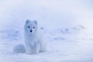 Arctic Blast to Send Chicago Into Deep Freeze. Prepare for Sub-Zero Overnight Temps – WTTW